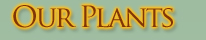 Duck Creek Farms Plant Varieties